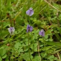 Burmannia pusilla (Miers) Thwaites